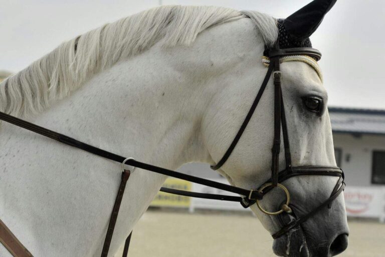 Collection: Snaffle vs Curb