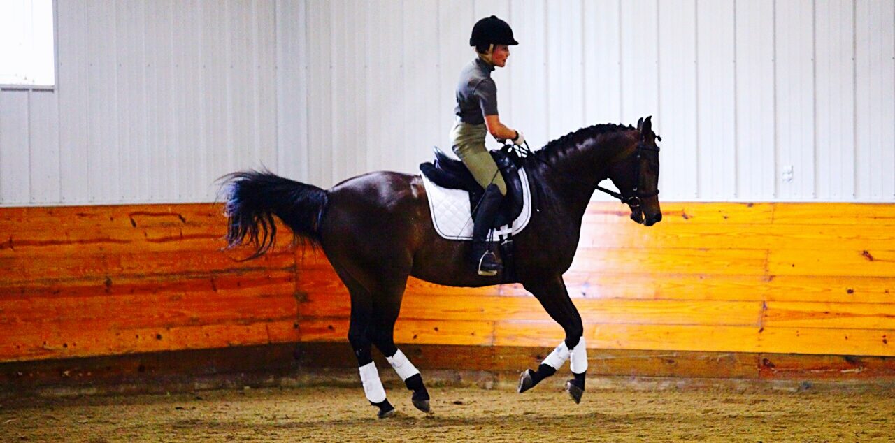 Adaptive EQ founder, Euki Binns, schooling a Swedish warmblood at a breed show.