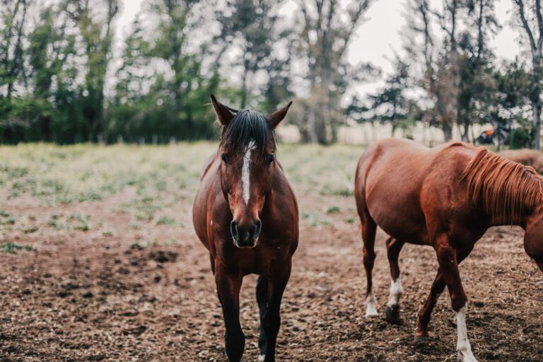 In Defense of the Average Horse